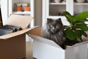 Comment organiser un déménagement avec un animal de compagnie ?